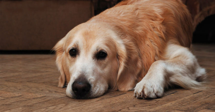 犬が認知症になったら 獣医師が推奨する予防と対策 いんぬis