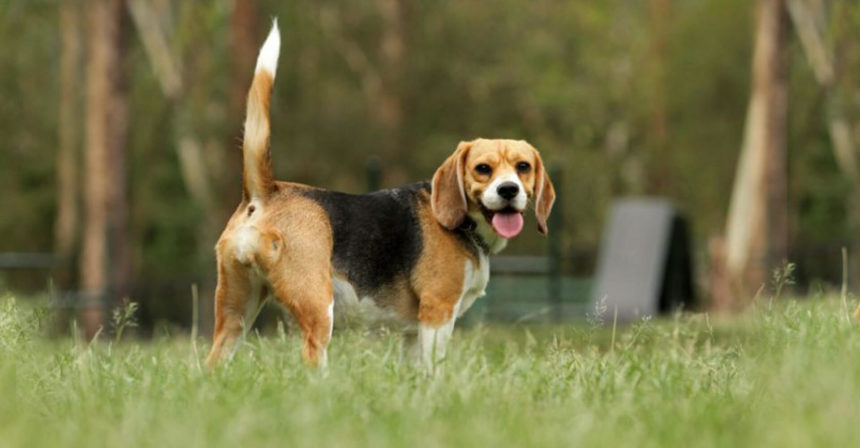 犬の しっぽ を切るメリットとデメリット 断尾が今でも行われてる様々な理由 いんぬis