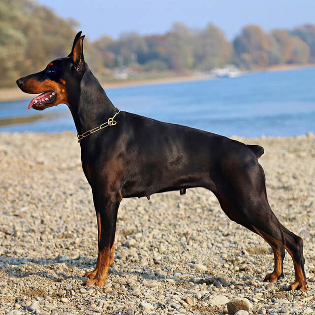 犬の しっぽ の役割と 尻尾の動作で読み解くワンコの感情 いんぬis