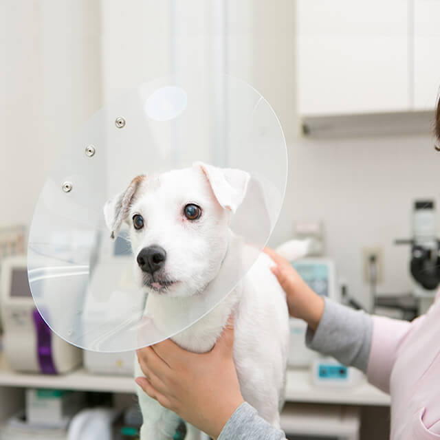 犬の しっぽ を切るメリットとデメリット 断尾が今でも行われてる様々な理由 いんぬis