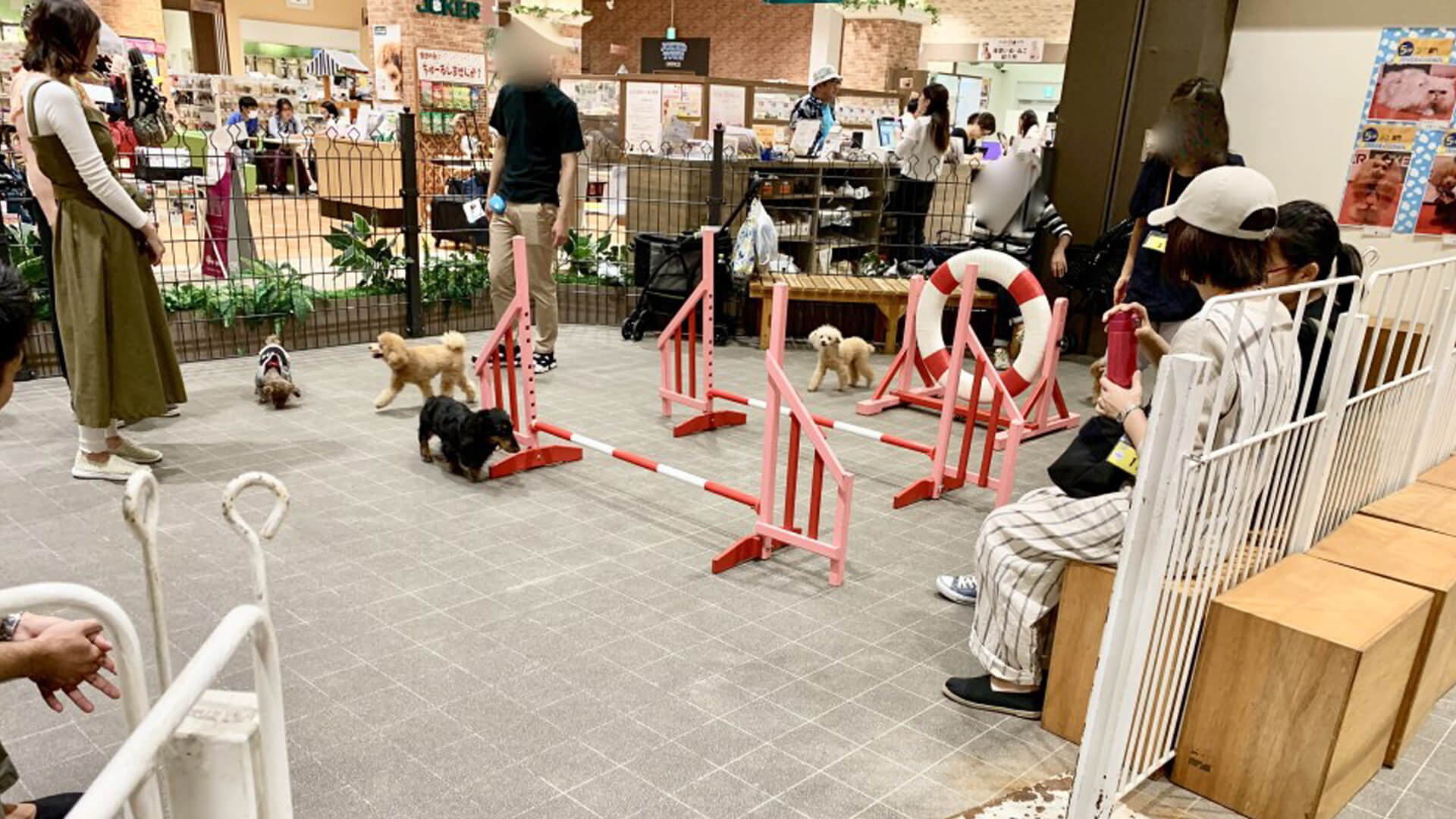 ジョーカーズタウンドッグラン 東京都江東区 いんぬis