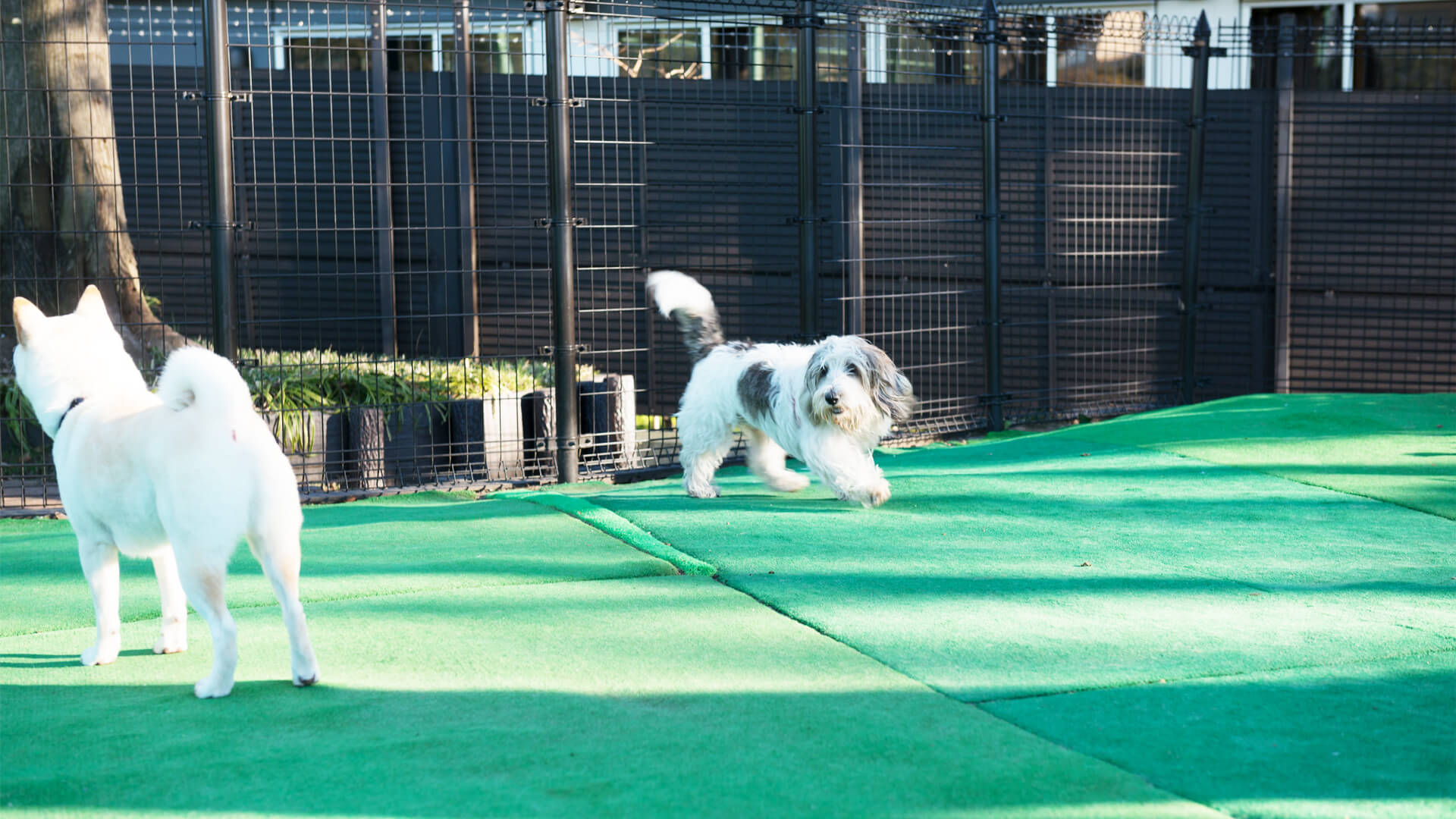 目白台運動公園ドッグラン 東京都文京区 いんぬis