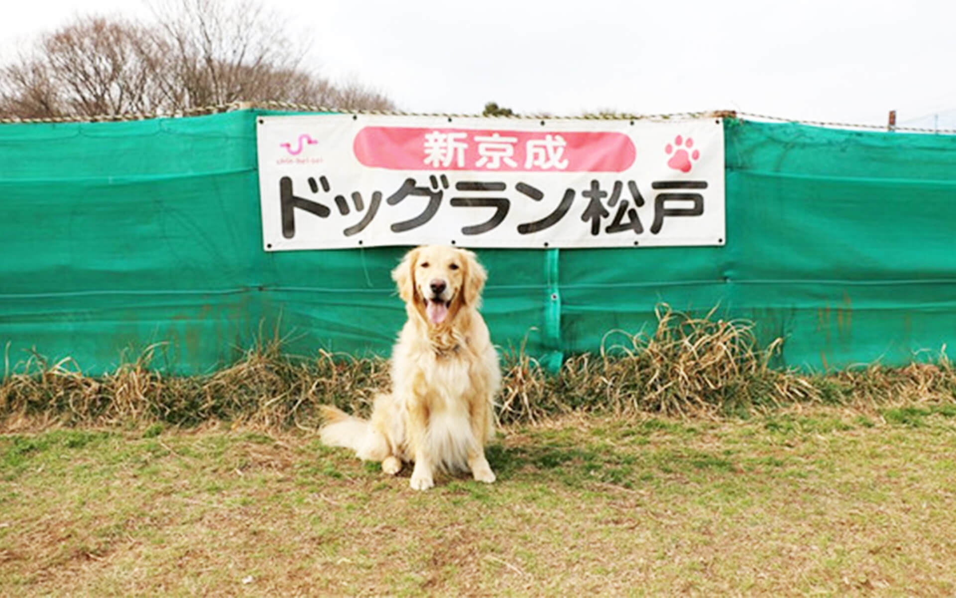 新京成ドッグラン松戸 千葉県松戸市 いんぬis