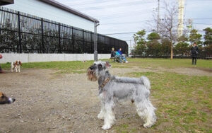 浦安ドッグラン 小型犬専用エリア いんぬis